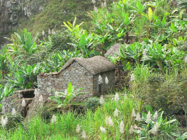 25- Une maison dans les bananiers 